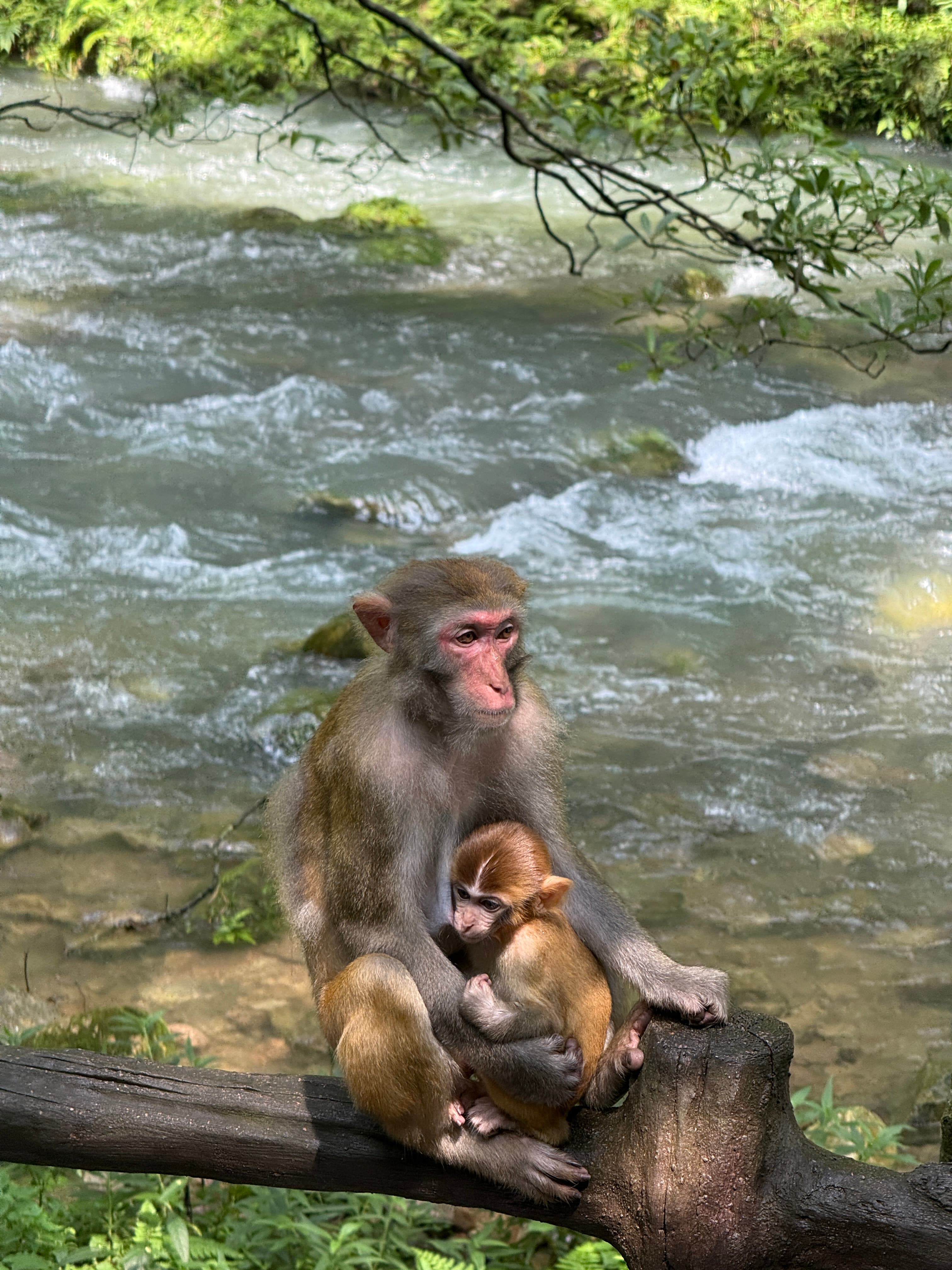 Macacos com filhotes em Zhangjiajie